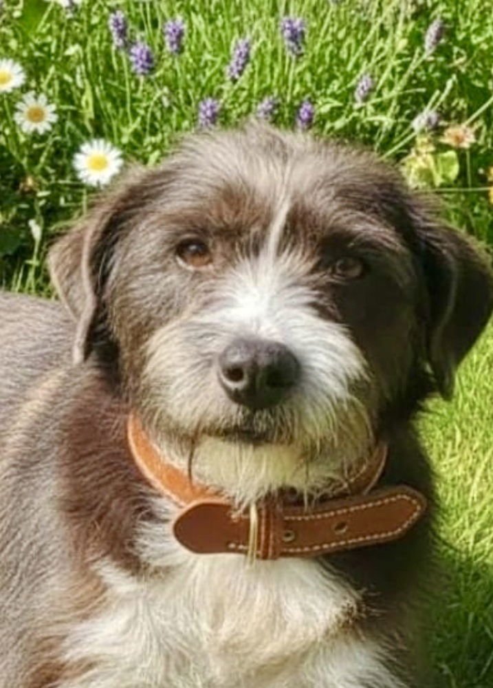 SHADOW - Border Terrier available for adoption