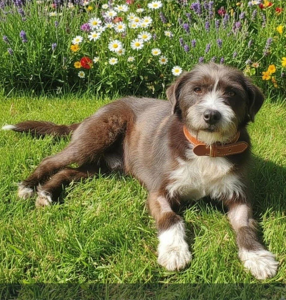 SHADOW - Border Terrier available for adoption