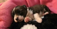 Cooper - Photo 4