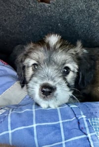 Cooper - Photo 1