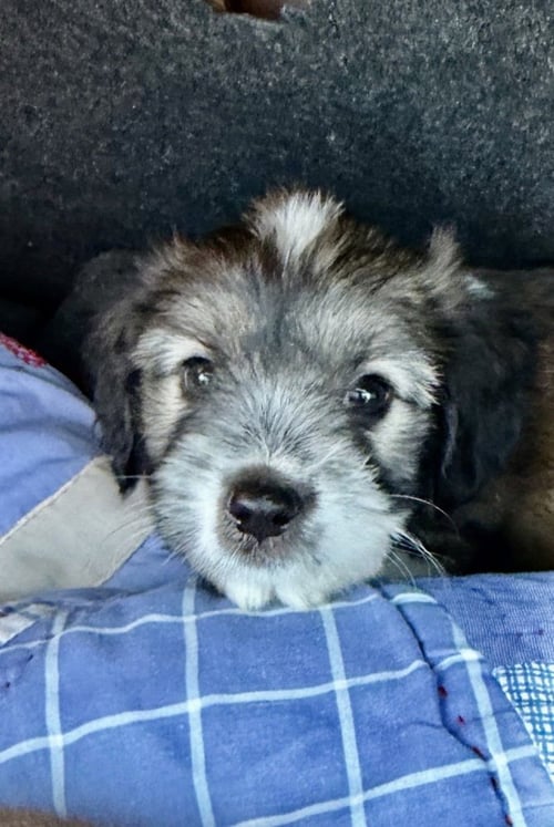 COOPER - Shih Tzu available for adoption