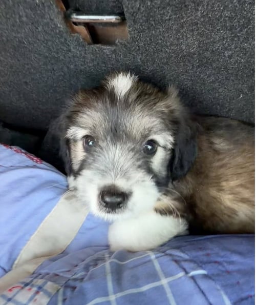 COOPER - Shih Tzu available for adoption