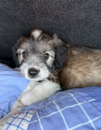 Cooper - Photo 3