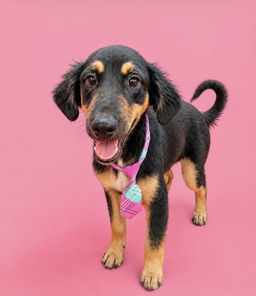 DUKE - Black and Tan Coonhound available for adoption