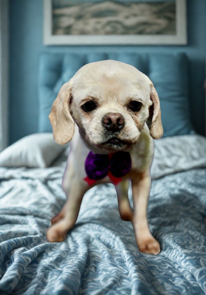 ALTHEA - Shih Tzu available for adoption