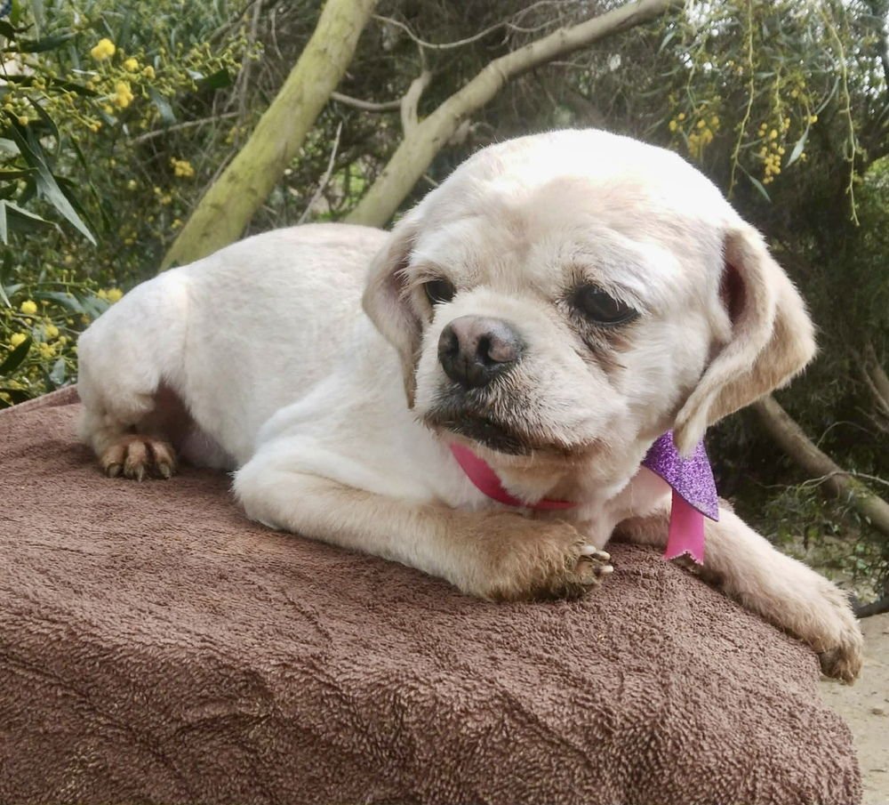 ALTHEA - Shih Tzu available for adoption
