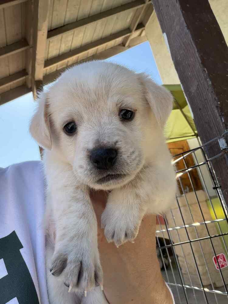 RYDER - Terrier available for adoption