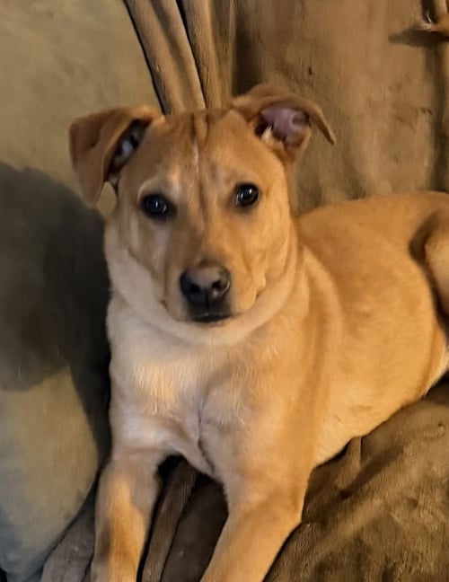 LUCKY - Carolina Dog available for adoption