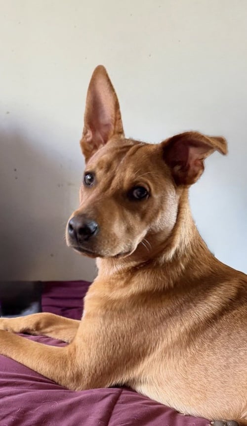 LUCKY - Carolina Dog available for adoption