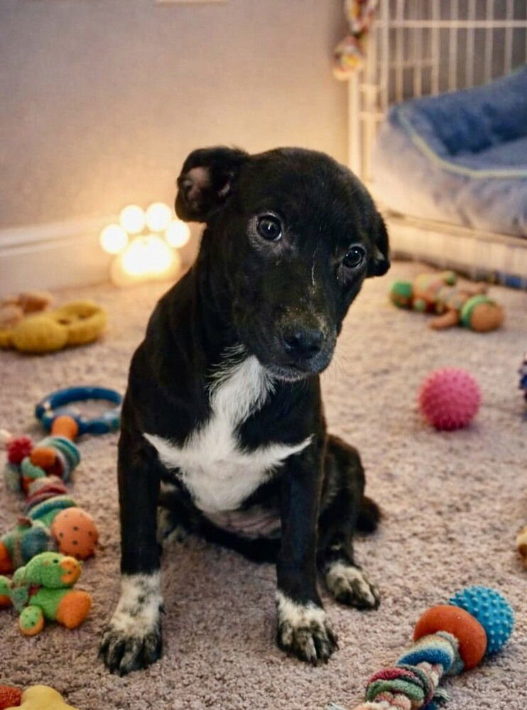 JOSIE - Labrador Retriever / Cattle Dog available for adoption