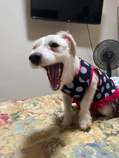 CLEO - Shih Tzu available for adoption