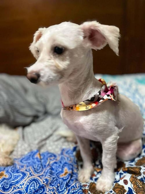 CLEO - Shih Tzu available for adoption