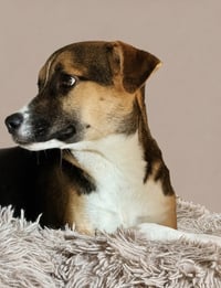 Booboo - Photo 3