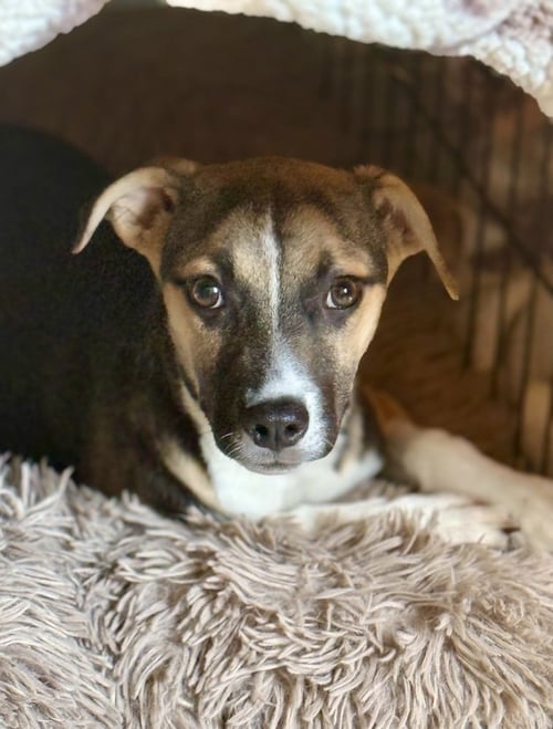 BOOBOO - Jack Russell Terrier / Shepherd available for adoption
