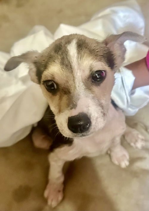 BLUEBERRY - Jack Russell Terrier / Shepherd available for adoption