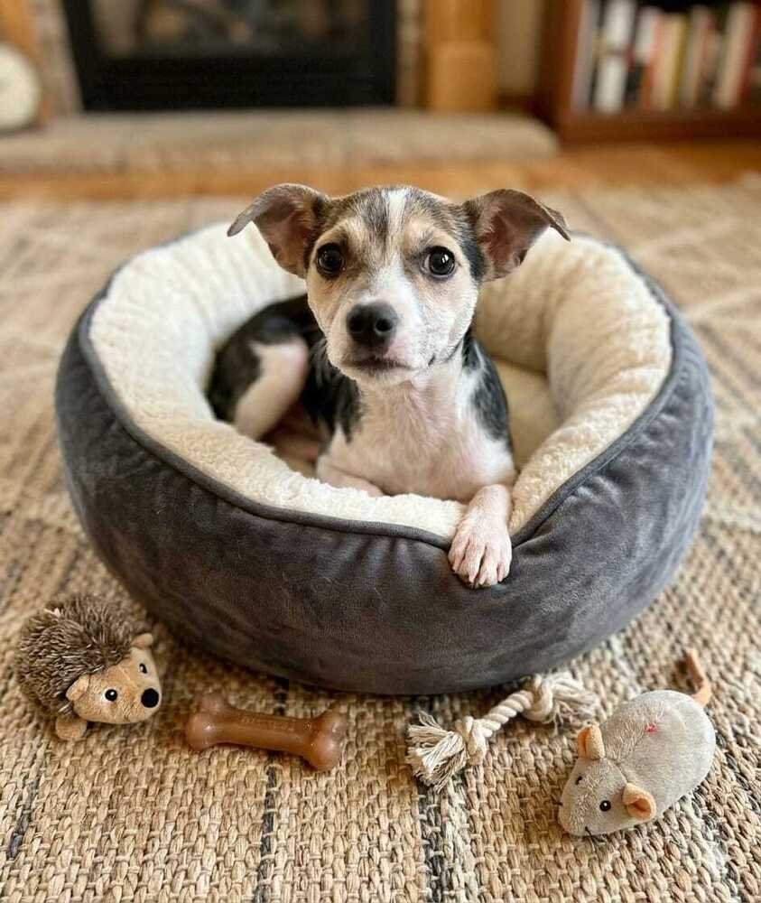BLUEBERRY - Jack Russell Terrier / Chihuahua available for adoption