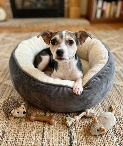 BLUEBERRY - Jack Russell Terrier / Shepherd available for adoption