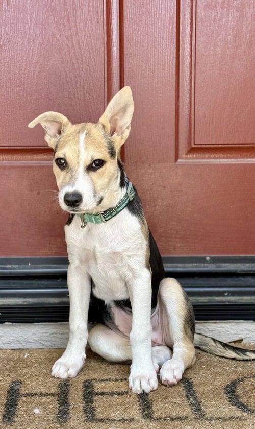 BLUEBERRY - Jack Russell Terrier / Shepherd available for adoption