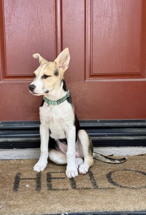BLUEBERRY - Jack Russell Terrier / Shepherd available for adoption