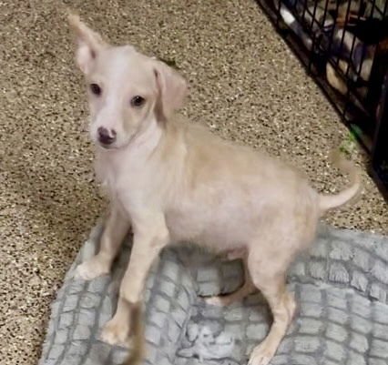 NELSON - Terrier / Poodle (unknown type) available for adoption