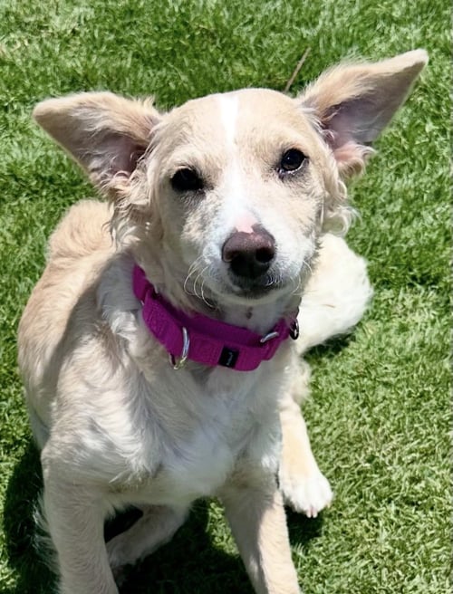 NELSON - Terrier / Poodle (unknown type) available for adoption