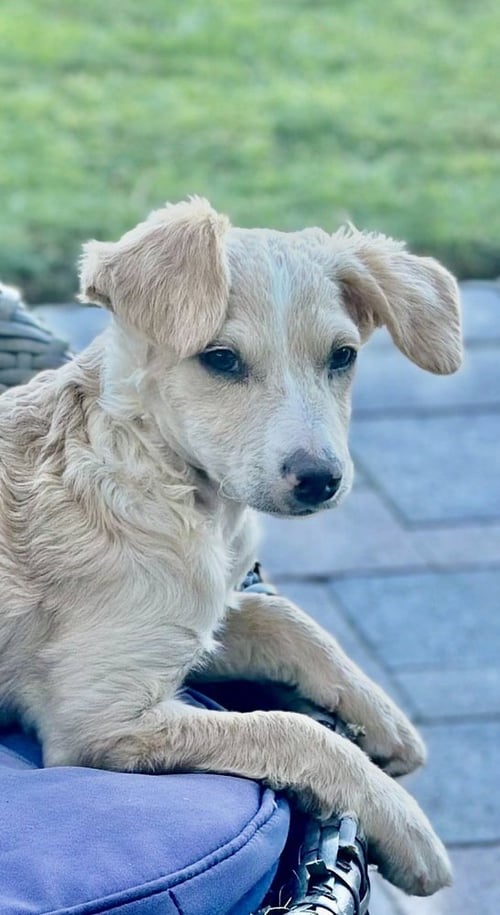 NELSON - Terrier / Poodle (unknown type) available for adoption
