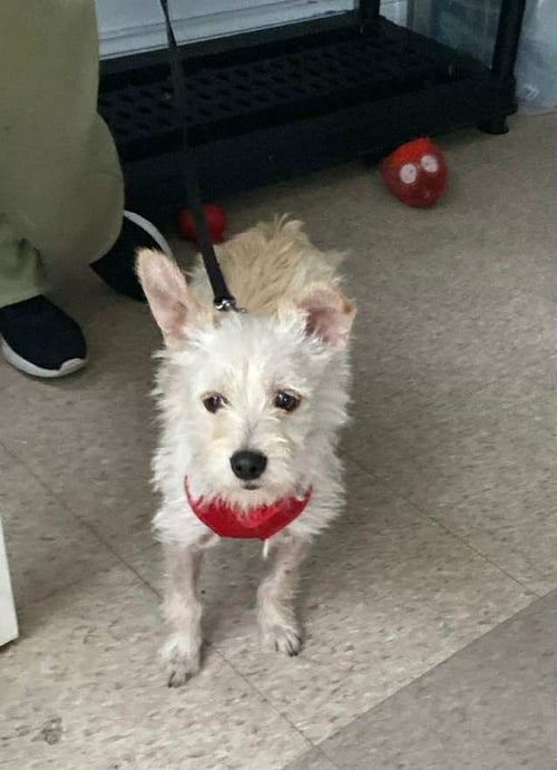 OLIVIA - Terrier available for adoption