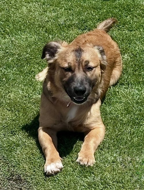 BIG NATE - Terrier / Shepherd available for adoption