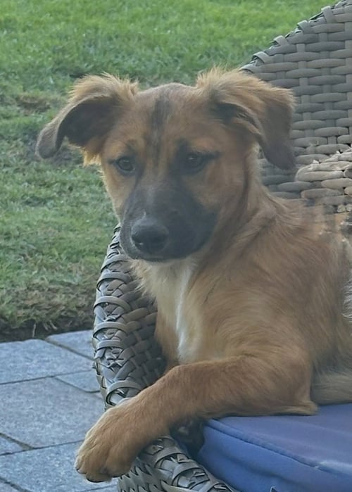 BIG NATE - Terrier / Shepherd available for adoption