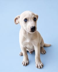 Dennis - Photo 1