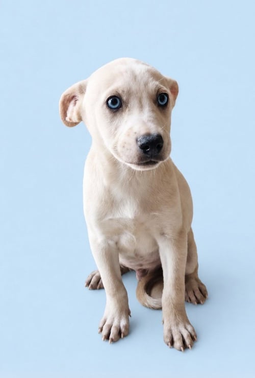 DENNIS - Labrador Retriever / Carolina Dog available for adoption