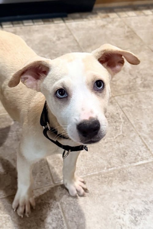 DENNIS - Labrador Retriever / Carolina Dog available for adoption