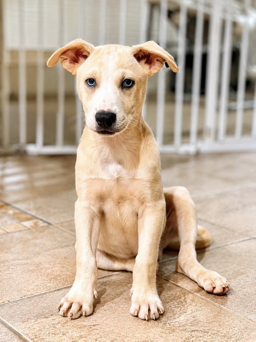DENNIS - Labrador Retriever / Carolina Dog available for adoption
