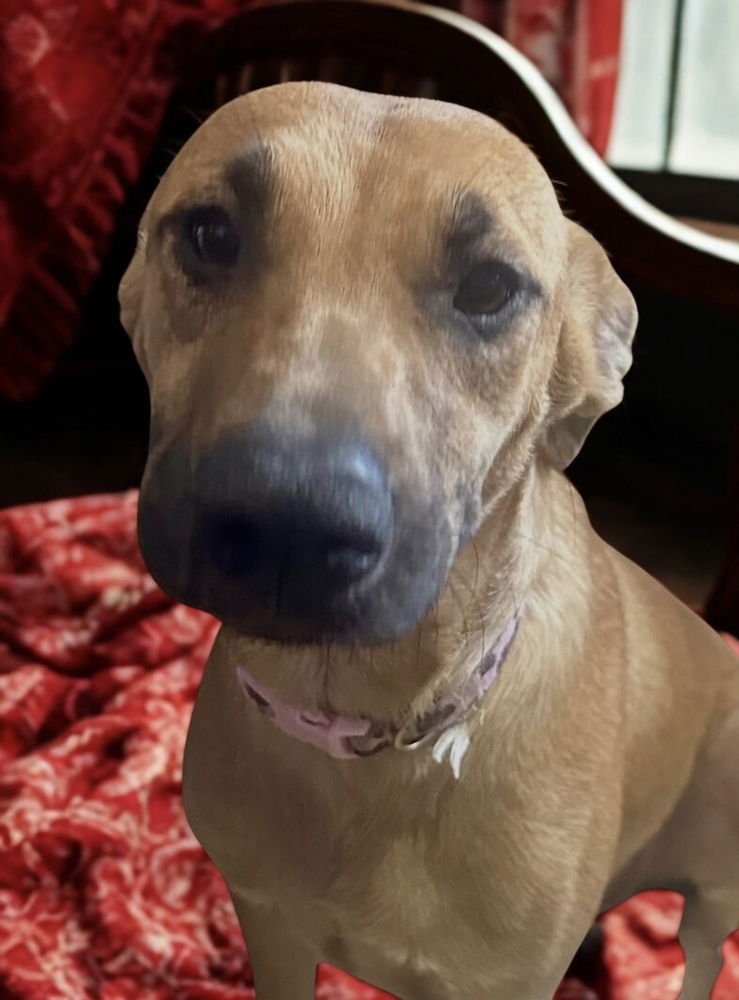 DUSTEE - Labrador Retriever / Black Mouth Cur available for adoption