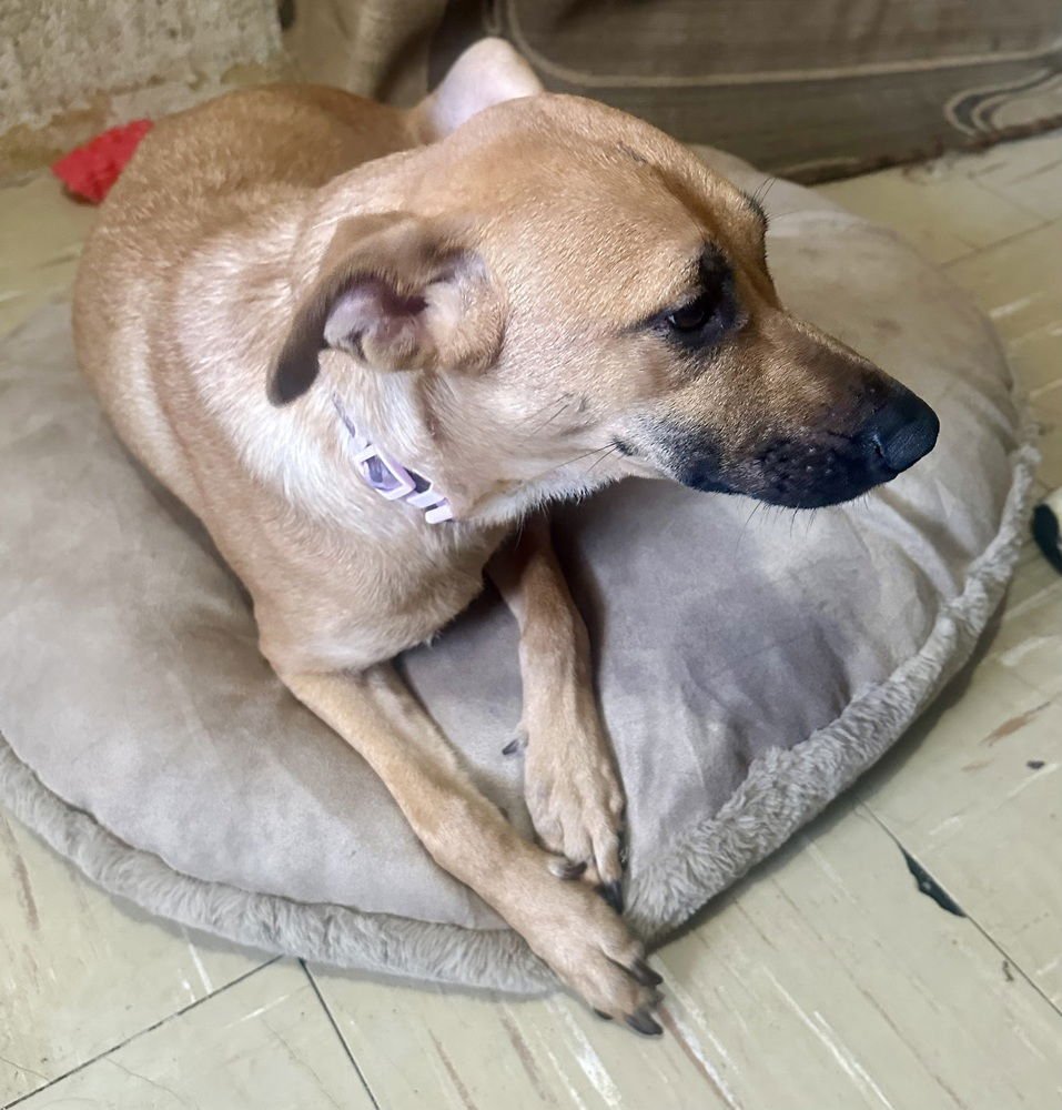 DUSTEE - Labrador Retriever / Black Mouth Cur available for adoption