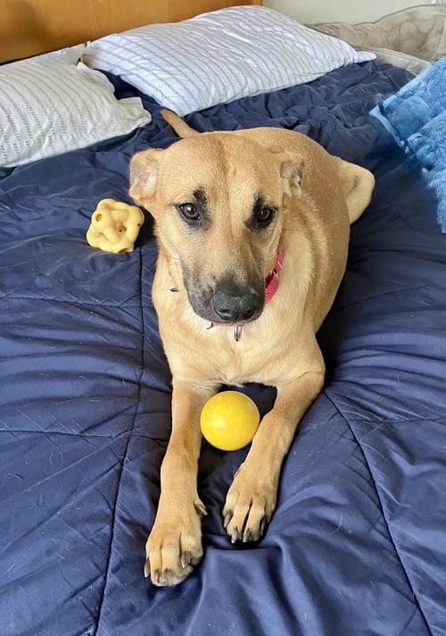 DUSTEE - Labrador Retriever / Black Mouth Cur available for adoption