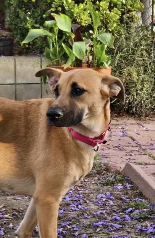 DUSTEE - Labrador Retriever / Black Mouth Cur available for adoption
