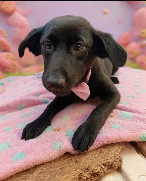 MILA - Black and Tan Coonhound available for adoption