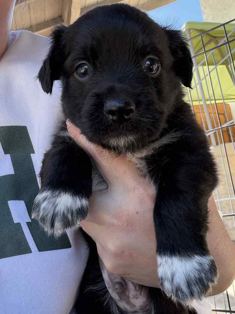 RIVER - Terrier available for adoption