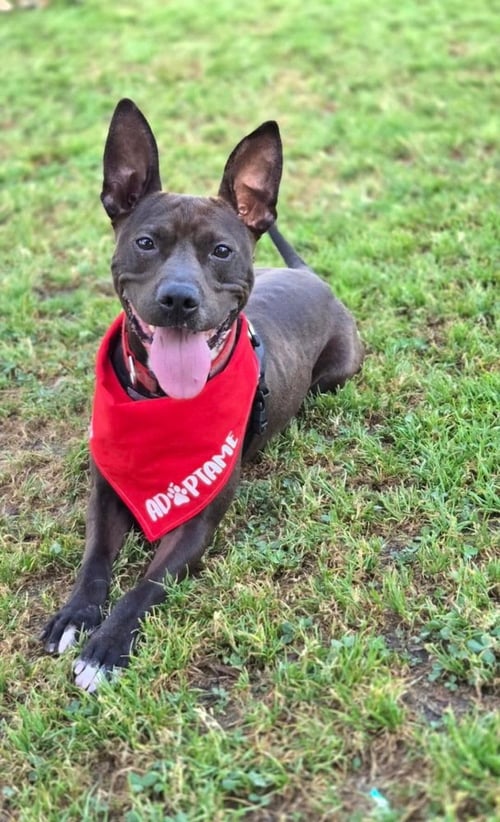 MORENA - Basenji / Australian Kelpie available for adoption