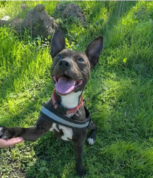 MORENA - Basenji / Australian Kelpie available for adoption