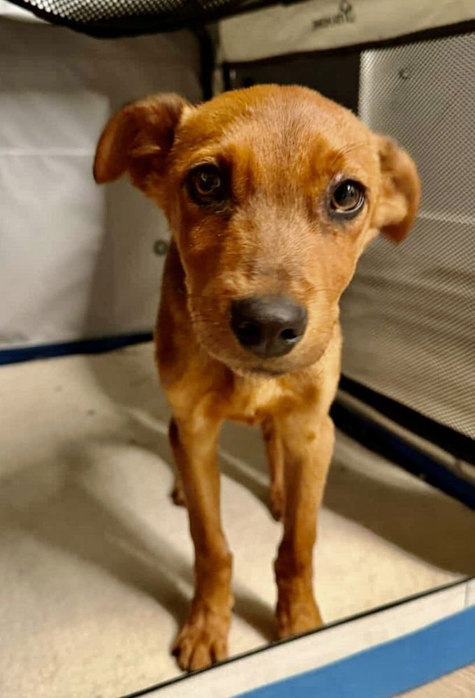 RED - Labrador Retriever available for adoption