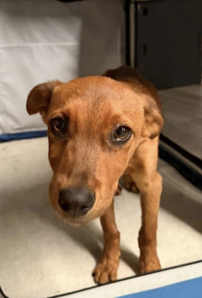 RED - Labrador Retriever available for adoption