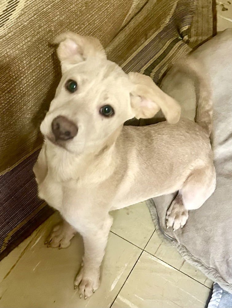 MARTIN - Labrador Retriever available for adoption