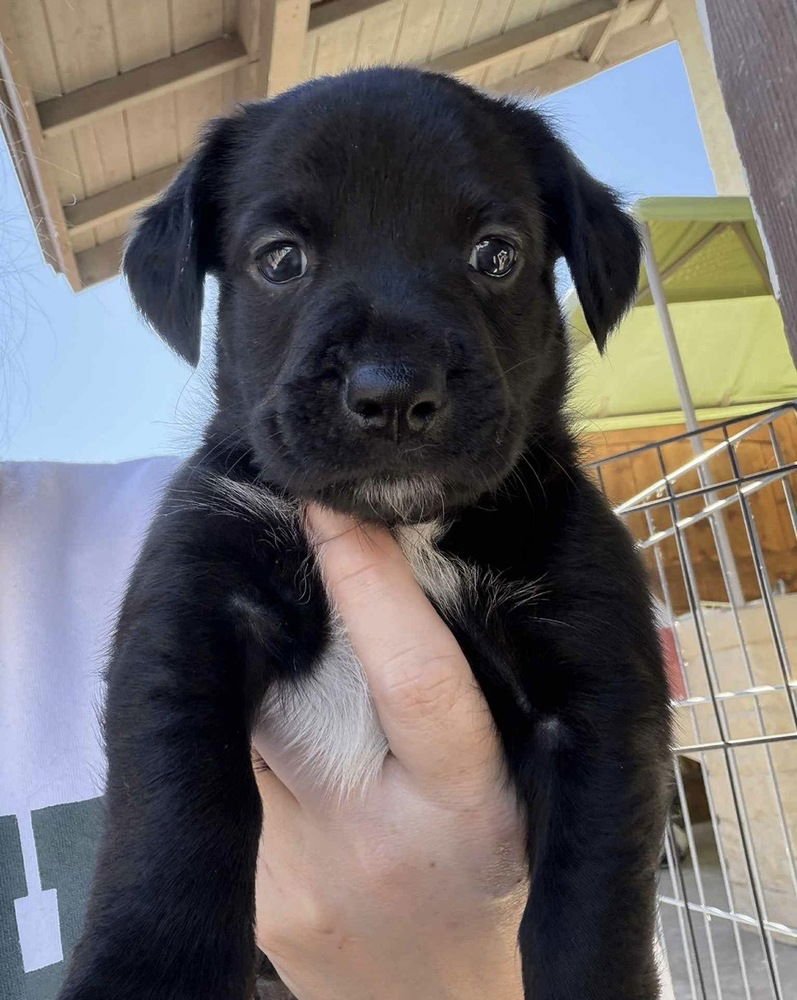 RACE - Terrier available for adoption