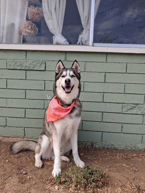 CODY - Husky available for adoption