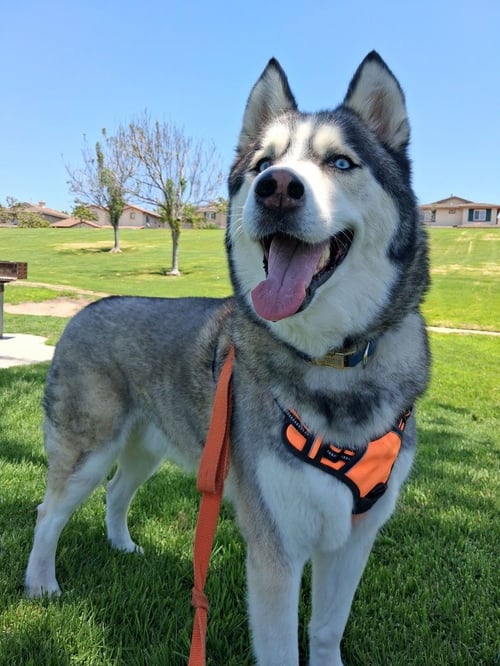 CODY - Husky available for adoption