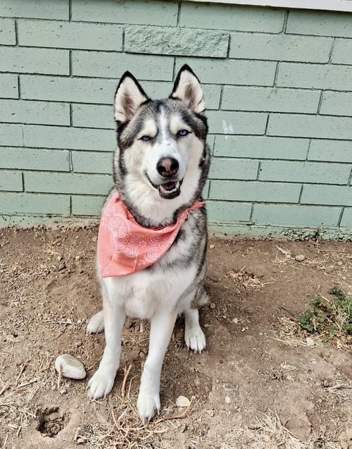CODY - Husky available for adoption