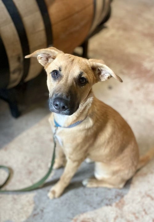 LULU - Shepherd / Black Mouth Cur available for adoption