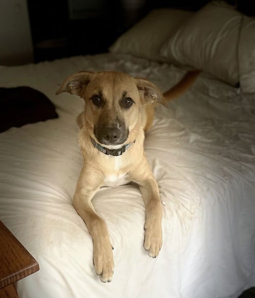 LULU - Shepherd / Black Mouth Cur available for adoption